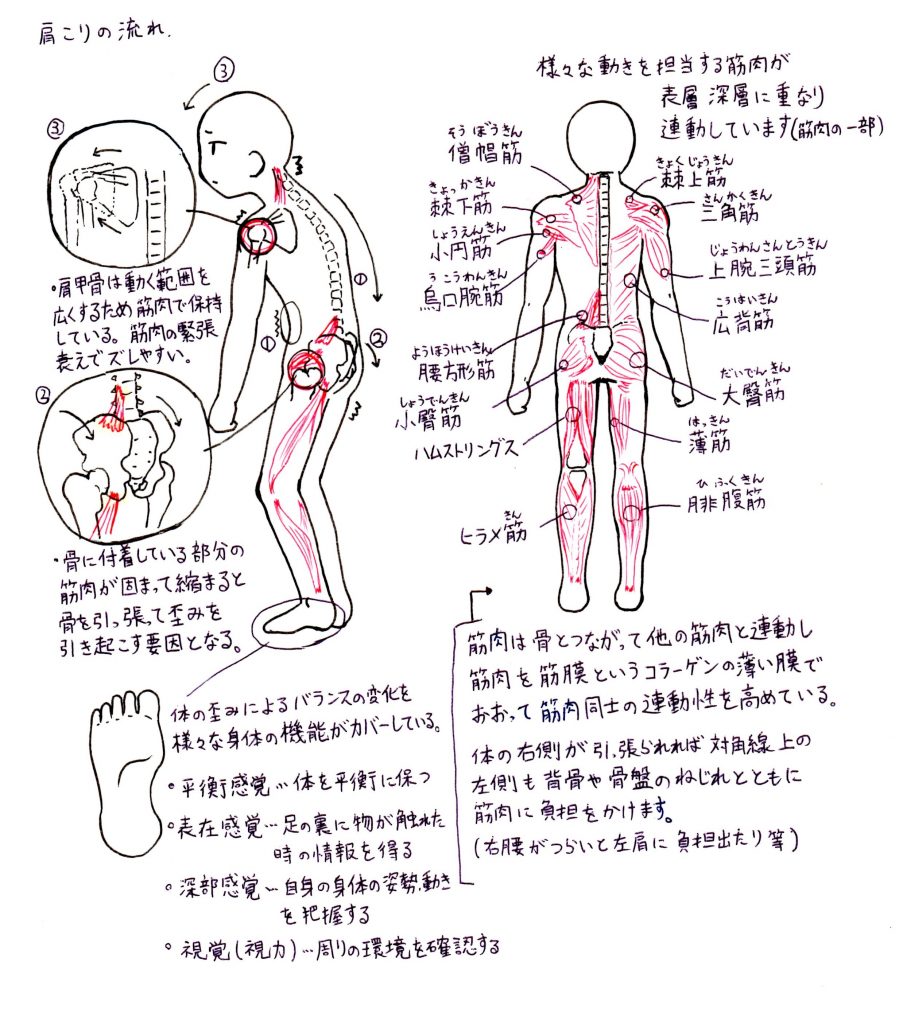 身体は繋がっている 埼玉県深谷市 のぞみ整骨院 接骨院